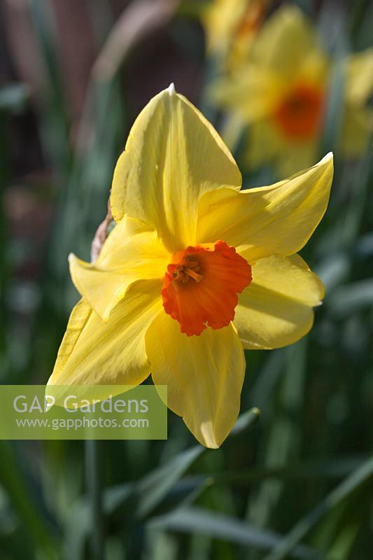 Narcissus 'Fortune's Beauty' a historical daffodil dating from pre-1928