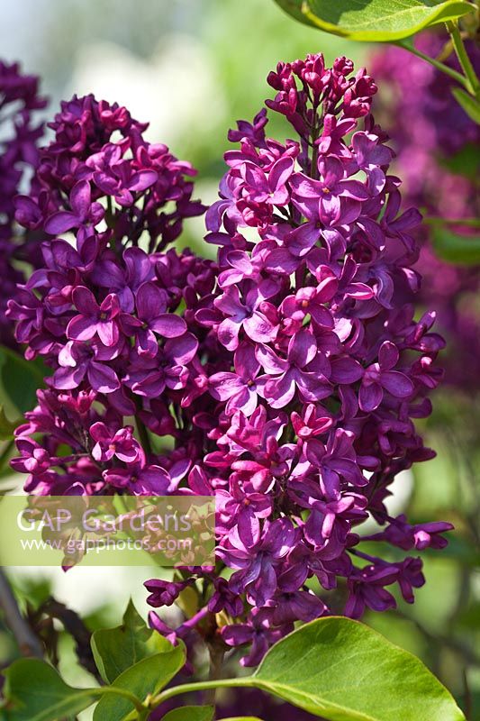 Syringa vulgaris 'Edith Braun' flowering in spring - Lilac