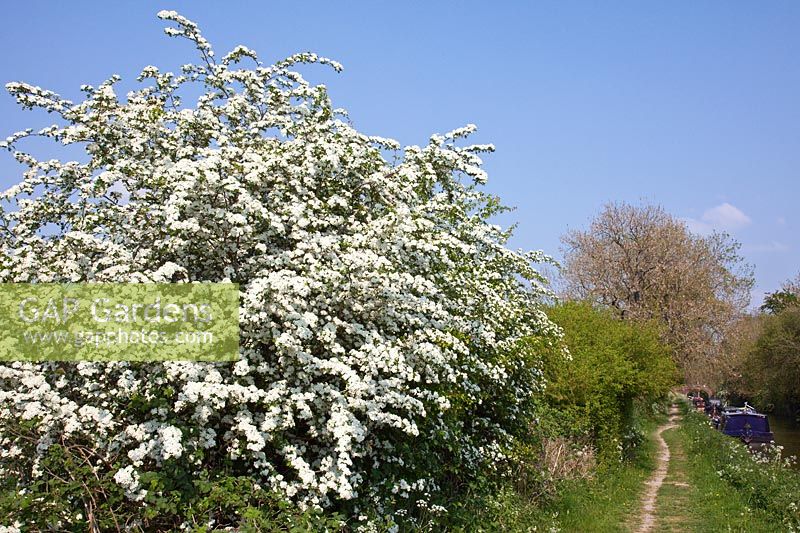 Crataegus monogyna - Common Hawthorn beside the towpath of the Kennet and Avon Canal