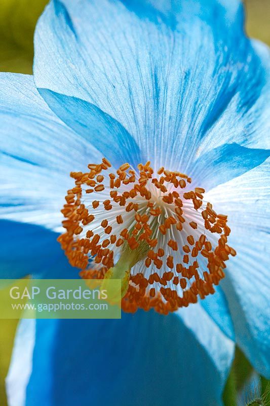 Meconopsis 'Willie Duncan' flowering in spring - Himalayan Poppy
