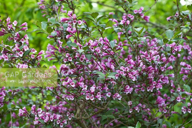 Weigela florida 'Foliis Purpureis' flowering in spring