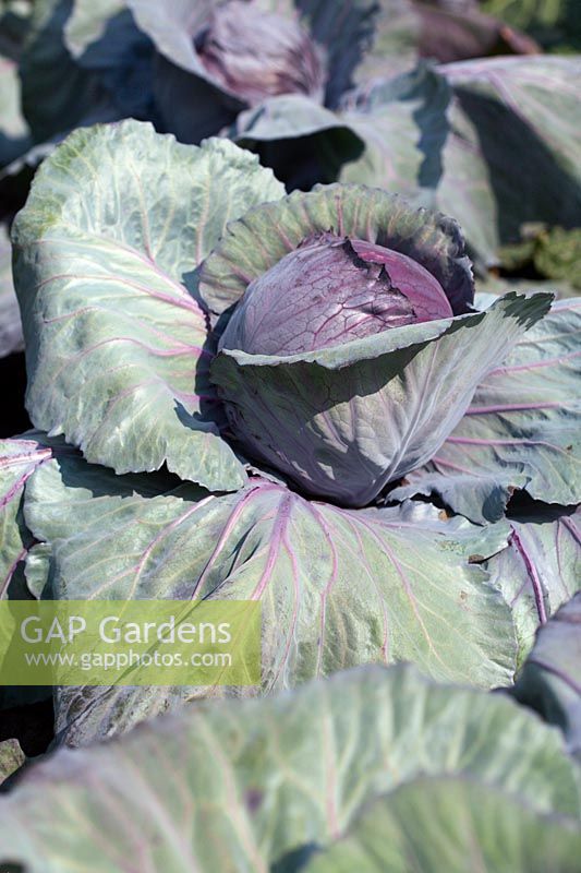 Brassica 'Drumhead' - Cabbage