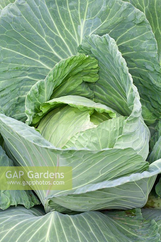Brassica - 'Robinson's Giant Cabbage'