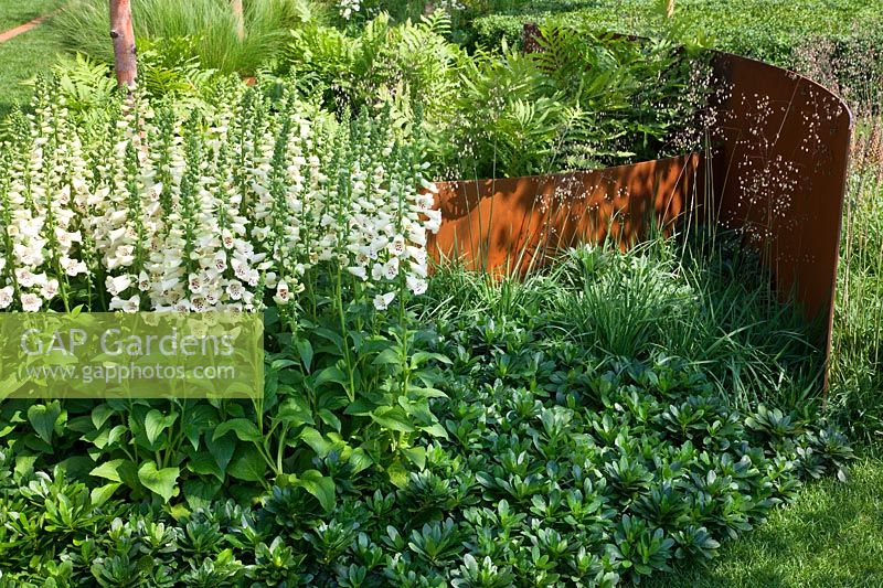 Contemporary garden with curved rusted corten steel panel, Digitalis 'Camelot Cream' and foliage RHS Hampton Court Flower Show