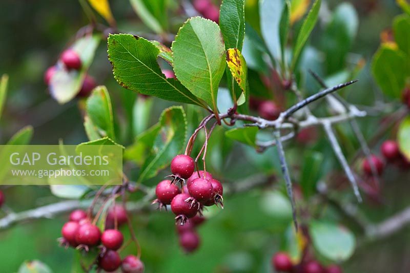 Crataegus crus-galli - Cockspur Thorn berries in autumn