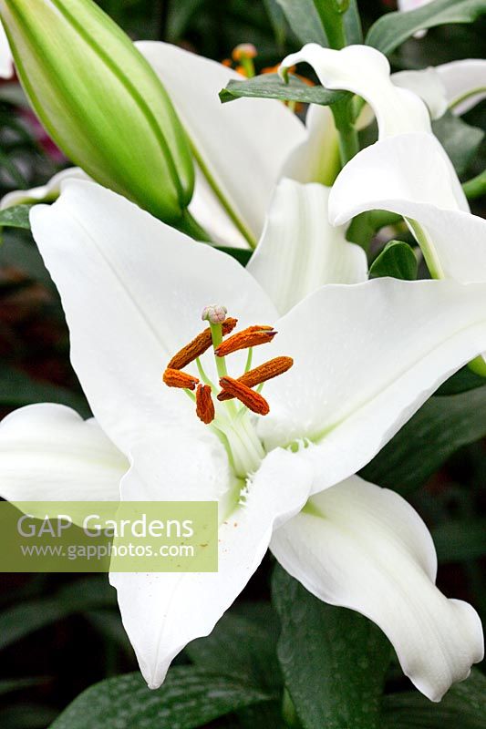 Lilium 'Abriola' - Oriental lily