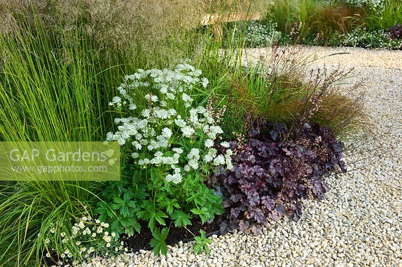 A small summer garden border planted with Astrantia 'Shaggy', Deschampsia, Heuchera 'Palace Purple', Erigeron karvinskianus