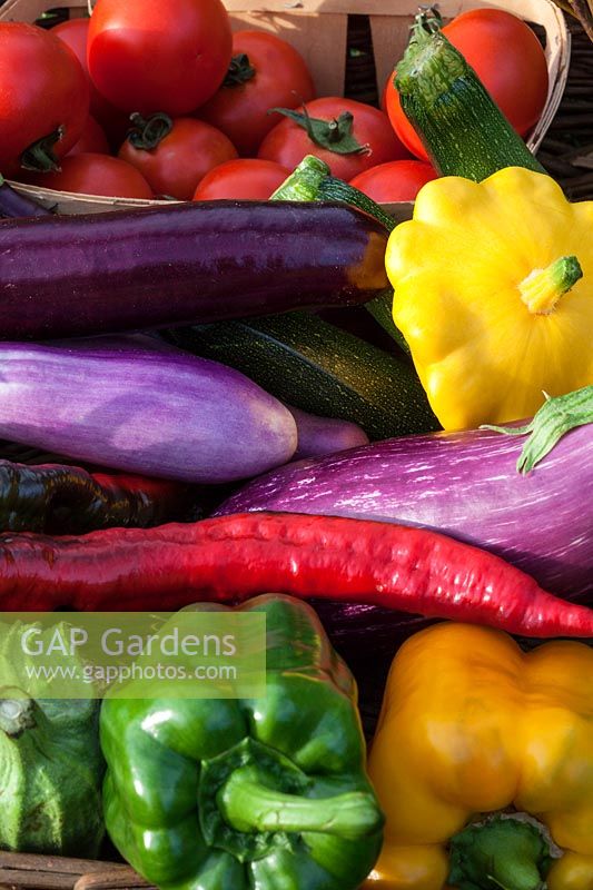 Freshly harvested colourful vegetables - summer squash, aubergines, tomatoes, romano peppers and bell peppers