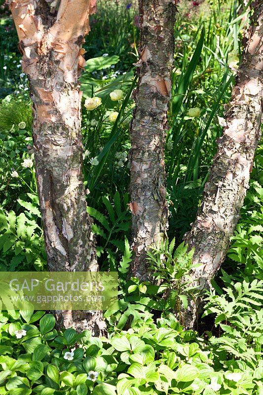 Multi-stem Betula nigra underplanted with shade-loving woodland plants of perennials and ferns