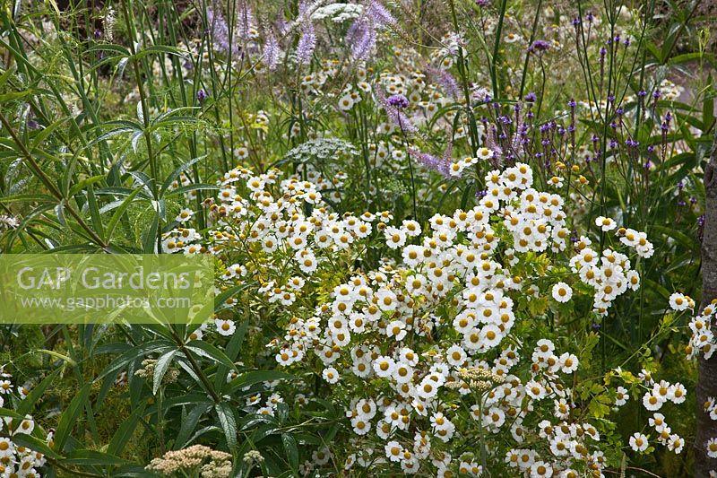 Feverfew and Veronicastrum flowering in a garden border