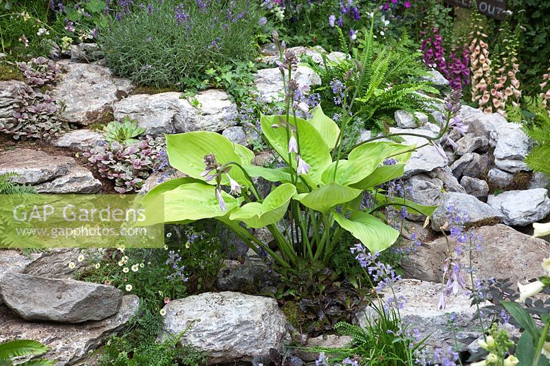 Hosta plant growing among rocks and stones in a stony garden