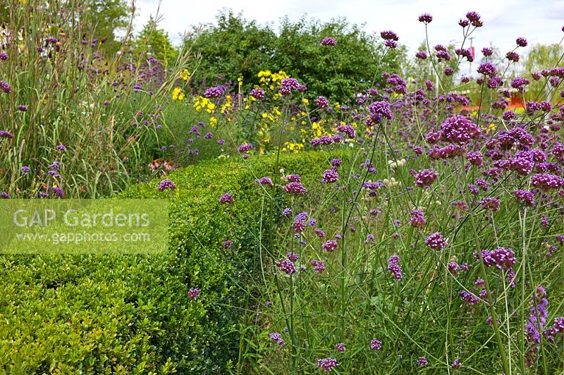 Planting of Verbena bonariensis, Box hedge, late summer perennials and grasses in the Queen Elizabeth Olympic Park, London