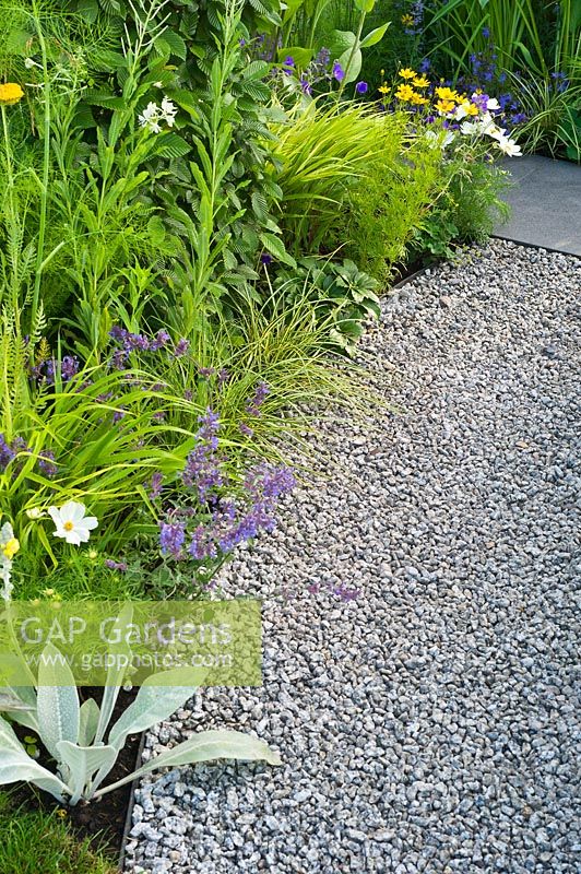 Contemporary garden with gravel path and gold blue and white planting. Designers: Catherine Chenery Barbara Harfleet