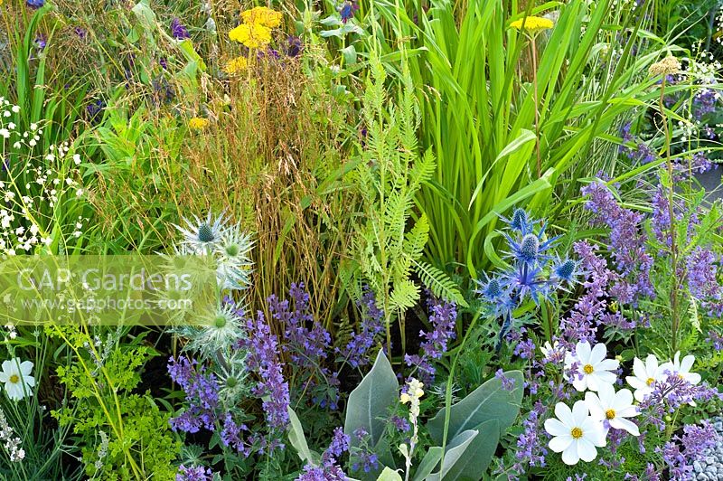 Contemporary garden with colourful summer planting combination of yellow and blue flowers. Designers: Catherine Chenery Barbara Harfleet