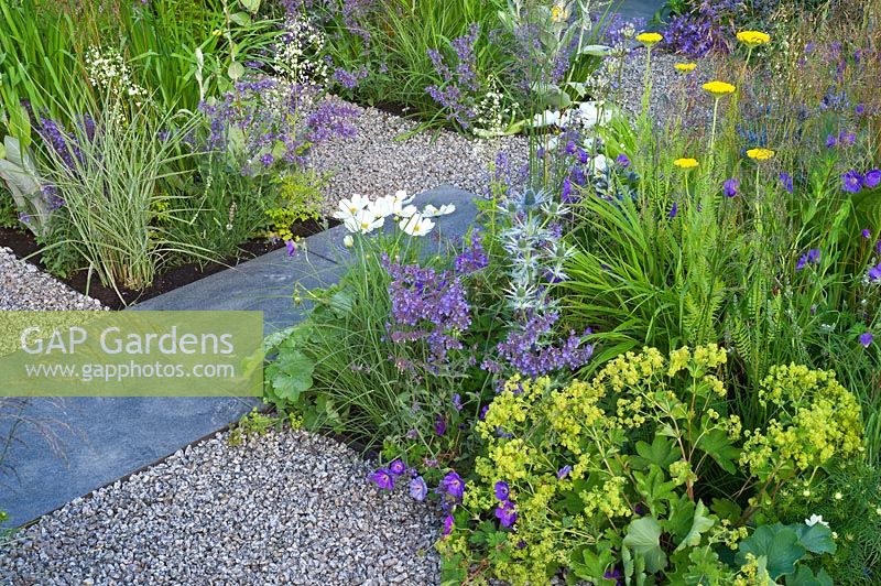 A contemporary garden with gravel and slate paving, gold blue and white planting. Designers: Catherine Chenery, Barbara Harfleet