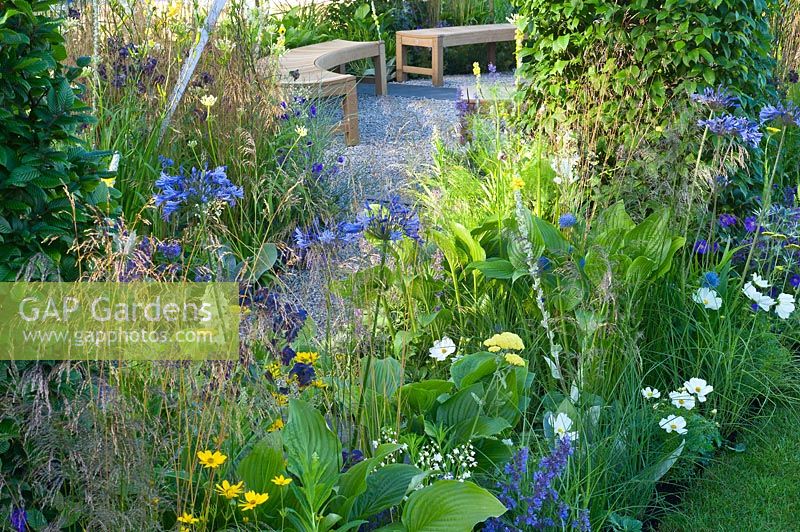 Contemporary garden with gravel path and seating area with wooden benches, Planting of grasses and perennials