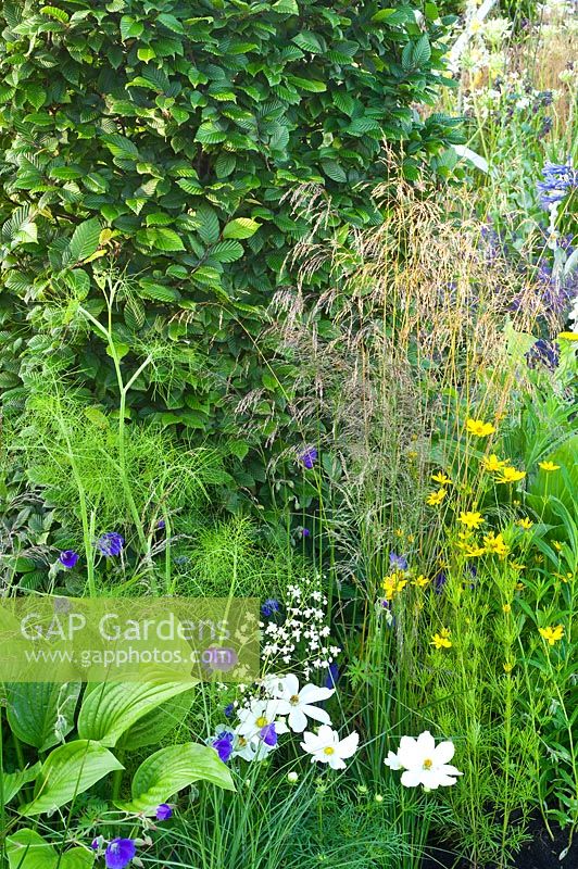 Garden border with grasses and perennials including Deschampsia