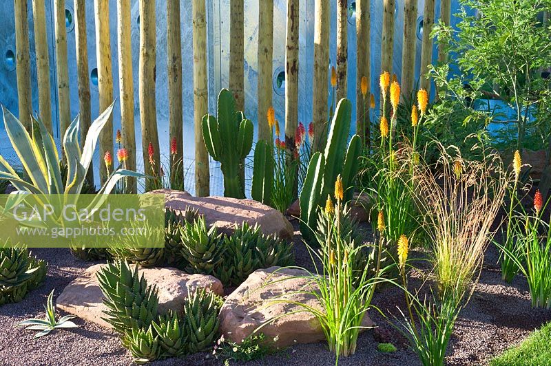 Contemporary stone and gravel garden with planting of succulents and grasses and fence