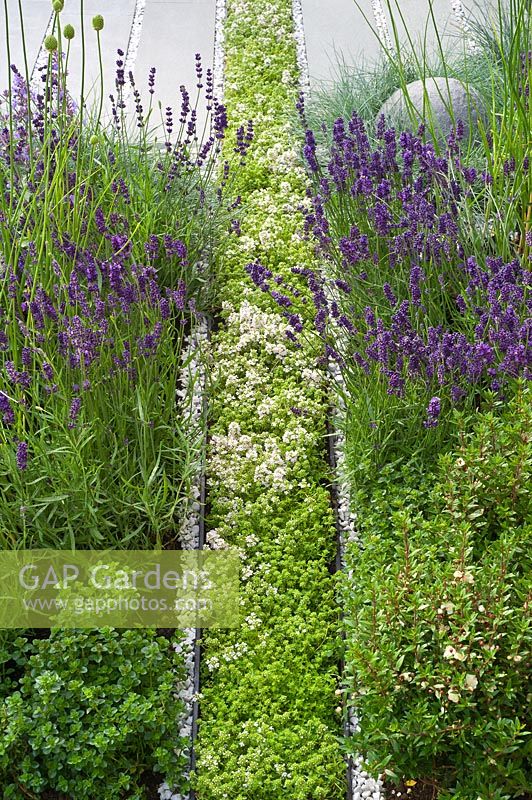 Contemporary herb garden with Lavenders and Thymes. Designer Rae Wilkinson