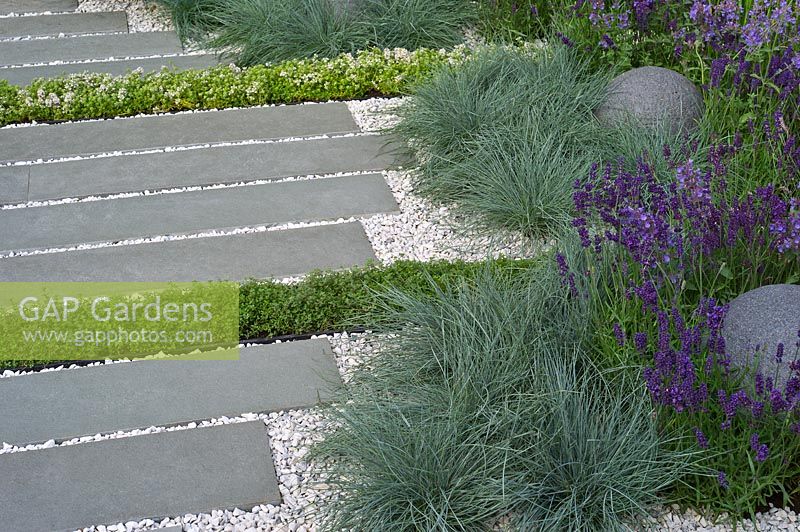 Contemporary grey stone and white gravel garden path bordered with Thyme, Festuca grass and Lavender