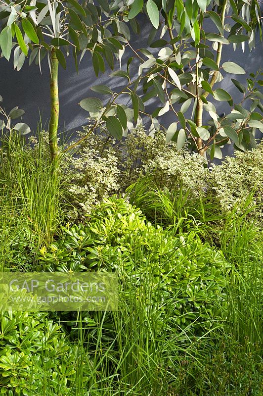 A green garden with Pittosporum, Eucalyptus and grasses
