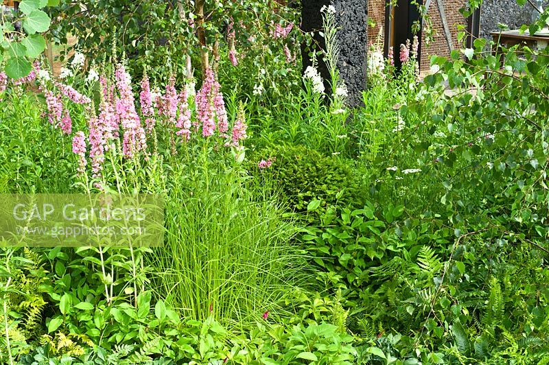 Perennials and grasses, Hadlow College 'Green Seam' garden, RHS Hampton Court Flower Show
