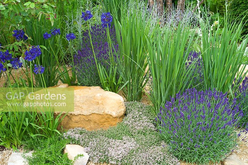 Gravel and stone garden with blue and purple flowers Lavandula angustifolia 'Hidcote', Agapanthus 'Sophie', Thymus praecox