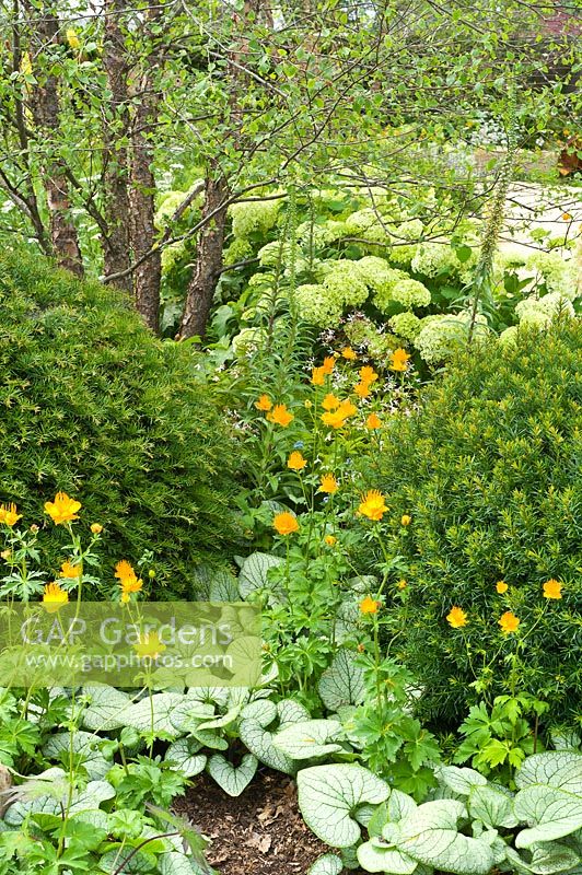 A garden with foliage interest. Taxus baccata, Trollius, Brunnera macrophylla 'Silver Heart', Hydrangea 'Annabelle'