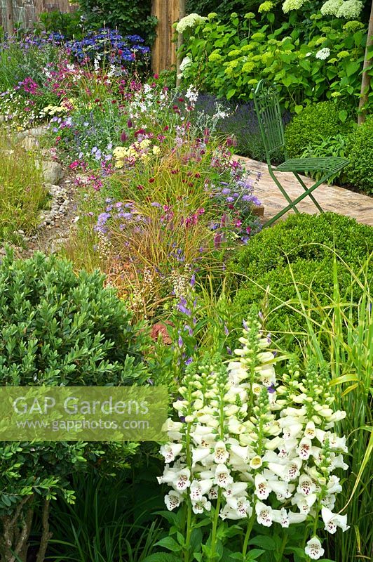Summer garden with colourful naturalistic planting, Digitalis - Foxgloves - and Box balls - Buxus sempervirens