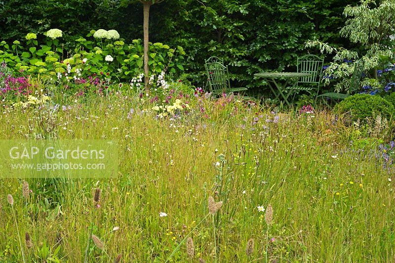 Wild flower meadow in a garden in summer