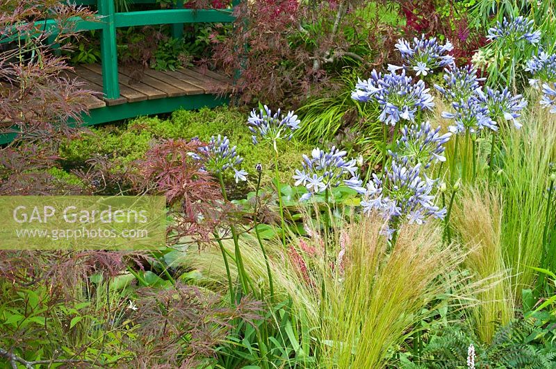 A small garden in the style of Monet's garden at Giverny with pond, bridge and Agapanthus. RHS Hampton Court Flower Show.
