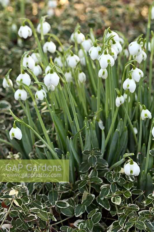 Galanthus 'Hippolyta' planted with Euonymus fortunei 'Emerald Gaiety' - Snowdrops