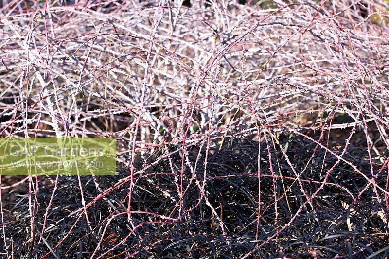 Stems in winter of Rubus cockburnianus 'Goldenvale' planted with Ophiopogon planiscapus 'Nigrescens'