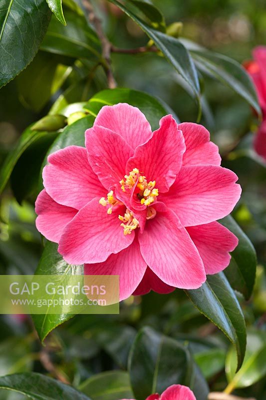 Camellia japonica 'Jessie Burgess'