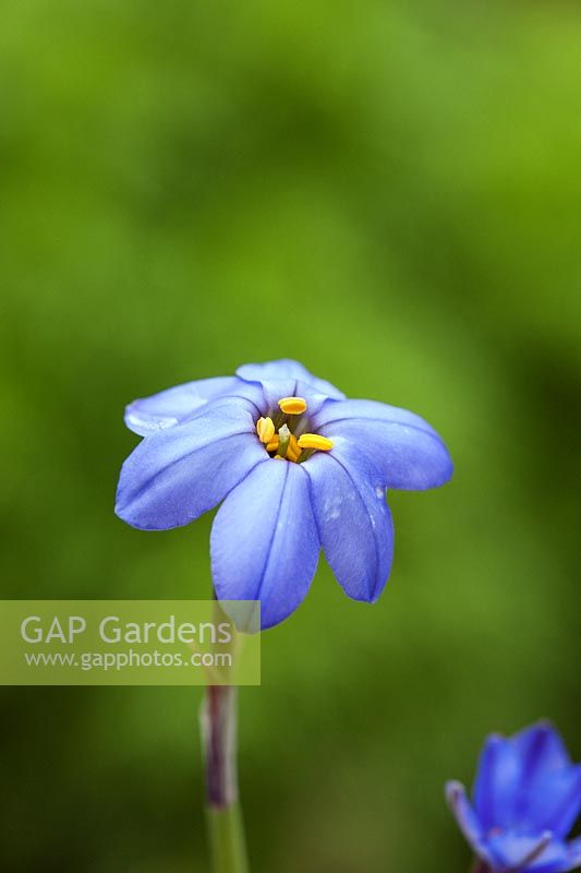 Ipheion uniflorum 'Jessie' - blue spring flower