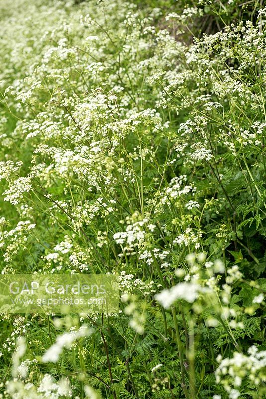 Anthriscus sylvestris - Cow Parsley flowering in spring. Hampshire, UK