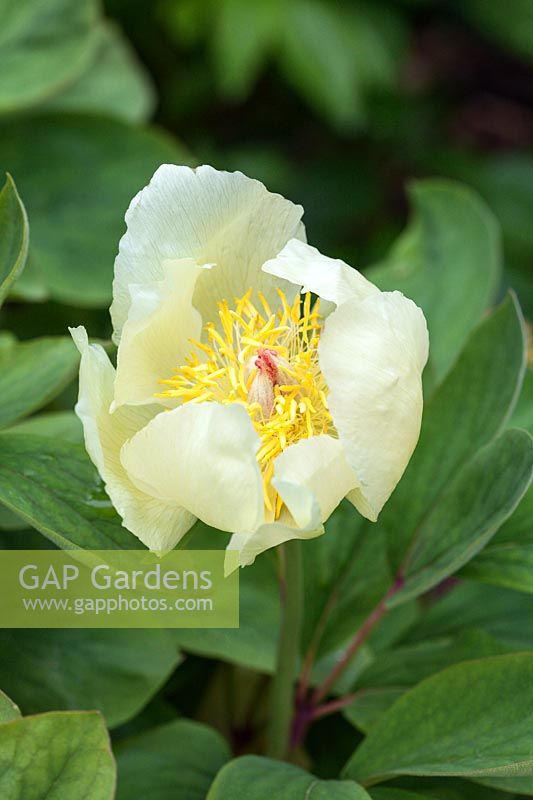 Paeonia mlokosewitschii - Peony 'Mollie-the-witch' yellow flower in spring
