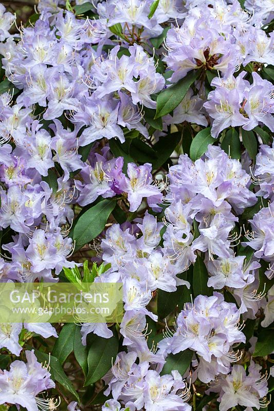 Rhododendron augustinii 'Electra' flowering in spring
