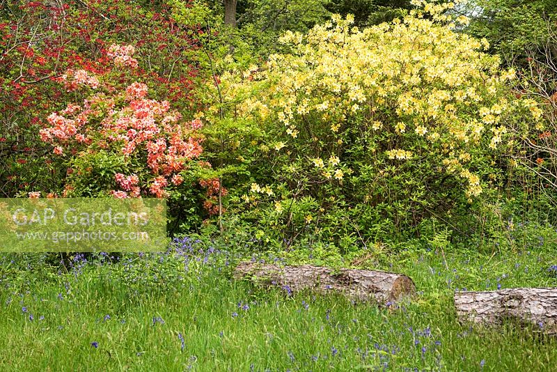 Rhododendrons flowering at the Sir Harold Hillier Gardens in Hampshire, UK