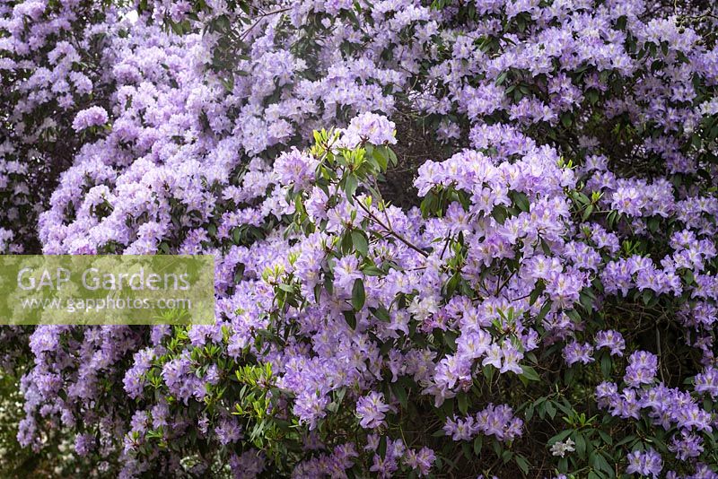 Rhododendron augustinii 'Electra'