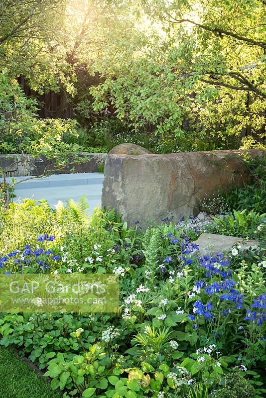 Woodland planting and rough stone wall in The M and G Garden, RHS Chelsea Flower Show 2016. Designer Cleve West. Gold Medal Winner.