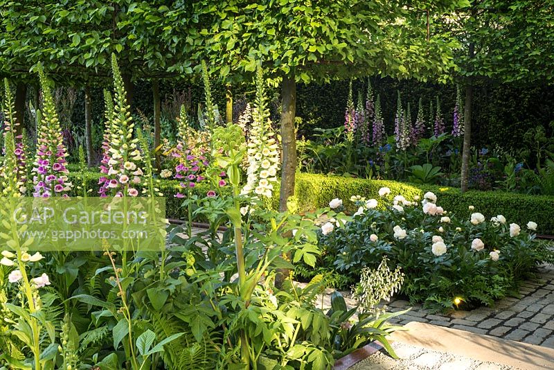 Foxgloves, Peonies and pleached Hornbeams in Support, The Husqvarna Garden. Designer: Charlie Albone. RHS Chelsea Flower Show