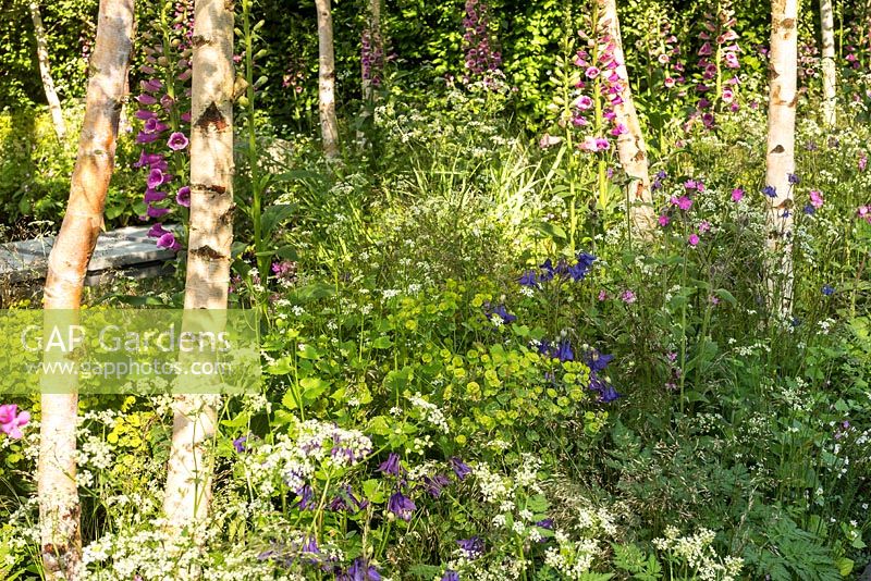 The Hartley Botanic Garden at the RHS Chelsea Flower Show 2016. Designer: Catherine MacDonald. Sponsor: Hartley Botanic. Awarded