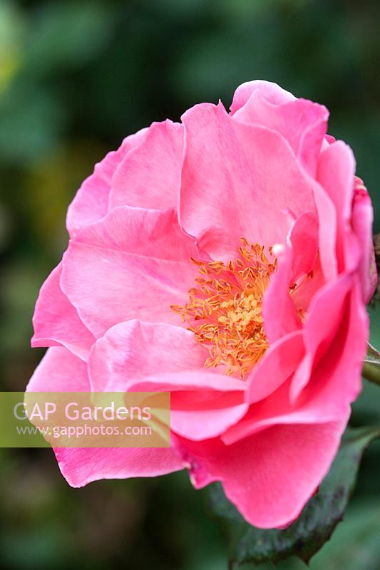 Rosa Colchester Beauty 'Cansend' - Rose