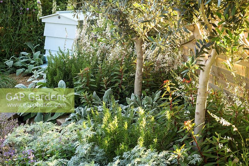 Small contemporary garden with olive trees and silver foliage plants for dry conditions