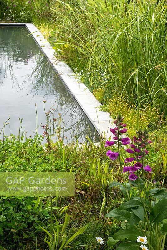 Contemporary rectangular garden pool with grasses. RHS Hampton Court Flower Show 2016 Designer: Cherry Carmen.