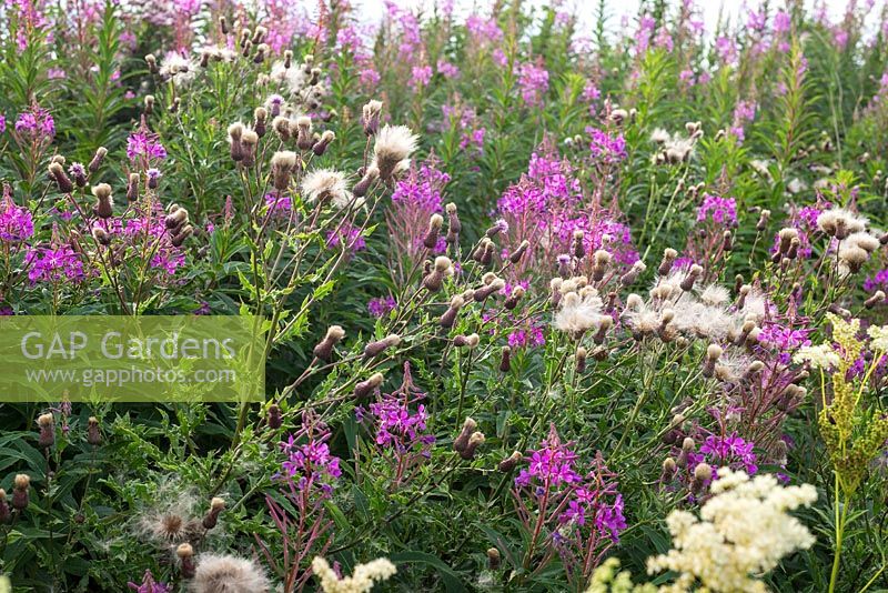 Thistle seedheads and Chamerion angustifolium - Rosebay Willow Herb