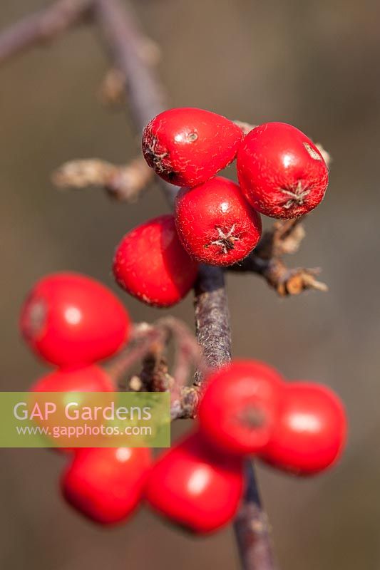 Cotoneaster boisianus - red berries in winter