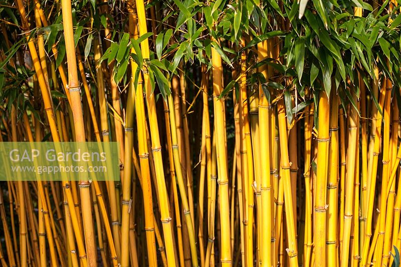 Phyllostachys vivax f. aureocaulis - golden Chinese timber bamboo
