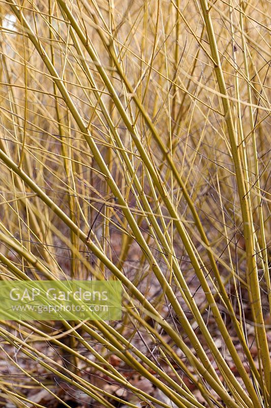 Salix alba 'Golden Ness' stems in winter